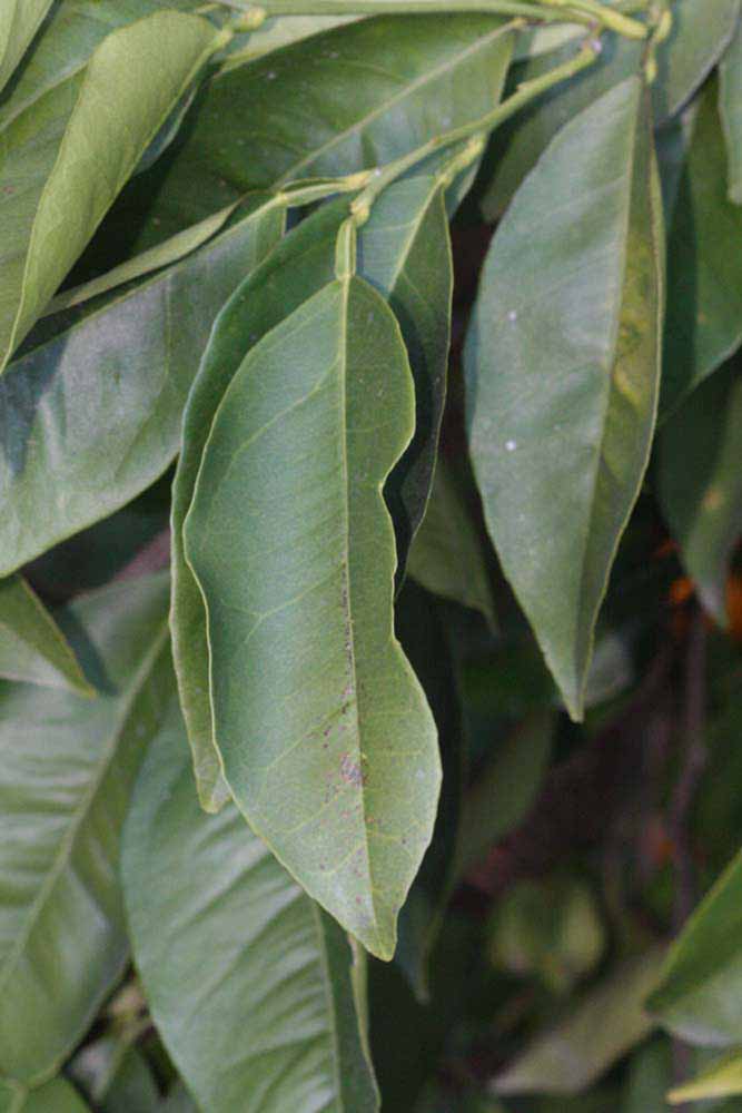           Shade leaves (Riverside, CA)   